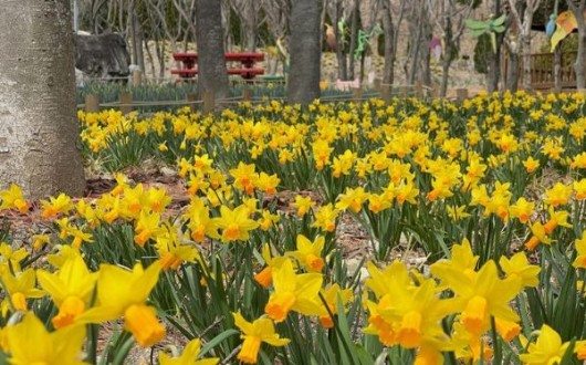 수선화 물결로 물든 월아산…진주 '숲속의 진주' 3월 봄축제 앞두고 장관