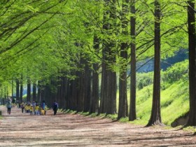 14년 만에 담양 메타세쿼이아길 무료된다…입장료 상품권 돌려받아