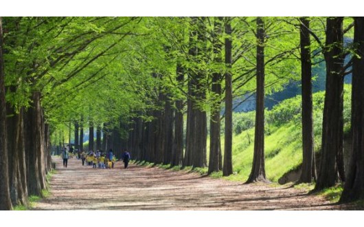 14년 만에 담양 메타세쿼이아길 무료된다…입장료 상품권 돌려받아