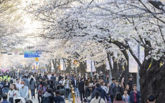 블랙이글스 에어쇼와 벚꽃 야간 개장… ‘여의도 봄꽃축제’ 4월 3일 개막