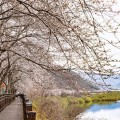 [로컬여행] 129km 꽃비 쏟아지는 국내 최장 벚꽃길 어디?