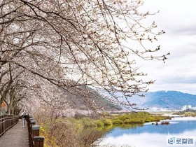 [로컬여행] 129km 꽃비 쏟아지는 국내 최장 벚꽃길 어디?