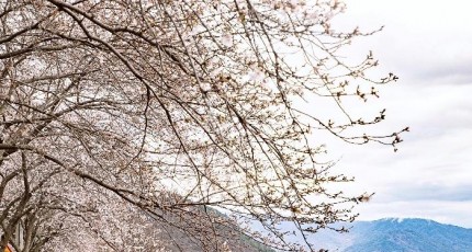 [로컬여행] 129km 꽃비 쏟아지는 국내 최장 벚꽃길 어디?
