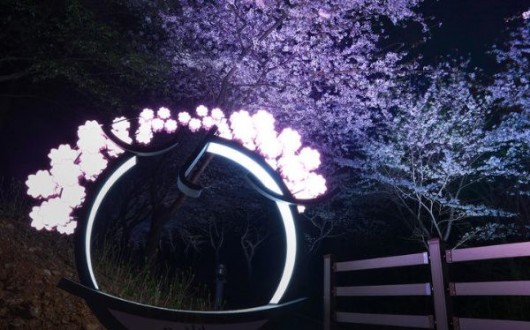 고성 대가십리벚꽃길, 30일부터 야간 경관조명…낮과 밤 모두 즐긴다