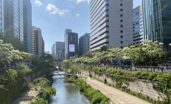 서울 종로구 관철동 청계천 이팝나무길.jpg