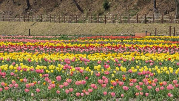 고창 꽃정원2.jpg