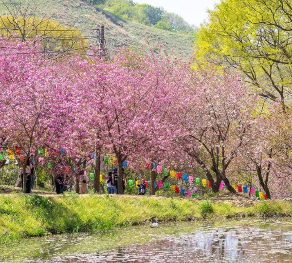 서산시 겹벚꽃.jpg