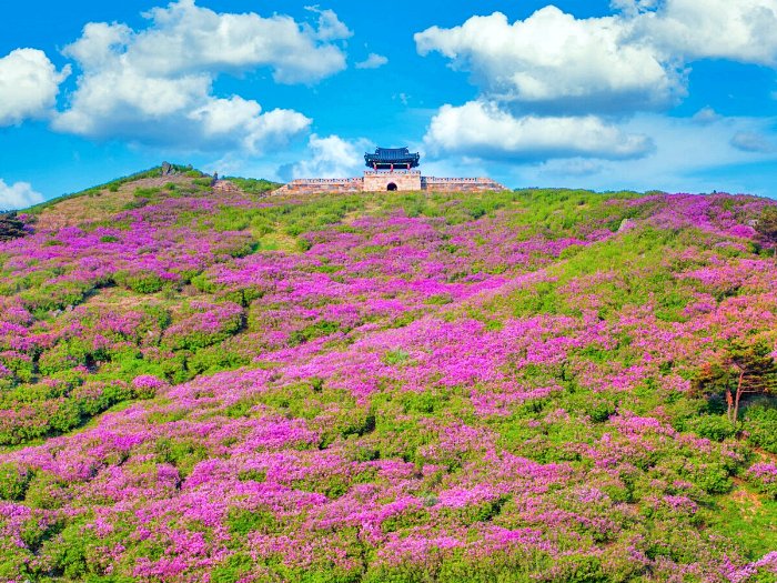 경남 산청 황매산철쭉제 (2).jpg