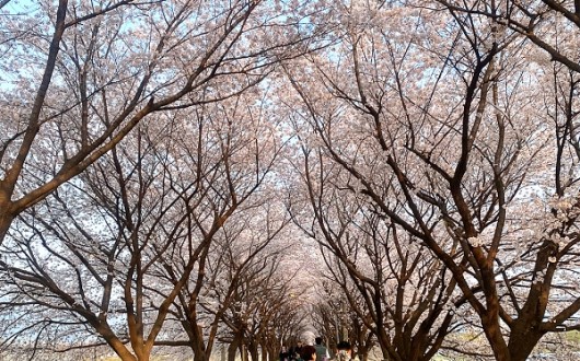 충주 벚꽃 6~8일 절정…도심·온천·호수 잇는 '3색 봄 코스' 공개