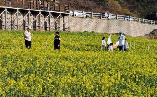 노란 유채꽃과 서해 바다가 만났다… 영광 백수해안도로, 봄 절정