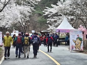 전국 최대 1,000만㎡ 산벚꽃… 금산 보곡산골 산벚꽃 축제 11일 개막