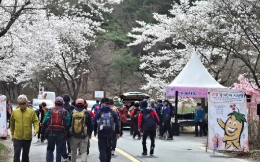 전국 최대 1,000만㎡ 산벚꽃… 금산 보곡산골 산벚꽃 축제 11일 개막