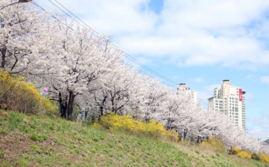 '2026 안양충훈벚꽃축제' 11~12일 개최…공연·체험 가득
