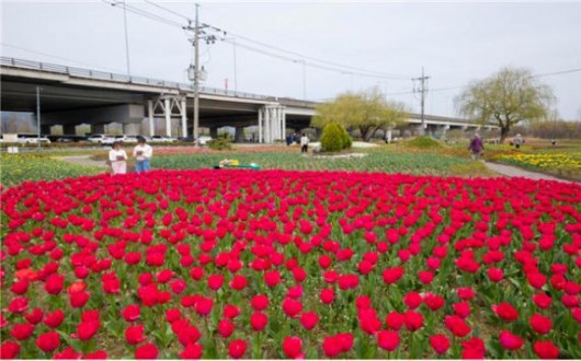 부산 화명생태공원 튤립 7만 송이 만개…낙동강 둔치에 봄 절정
