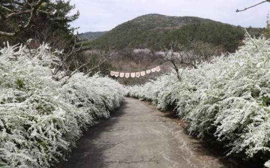 배꽃·조팝나무가 만든 흰 눈 내린 길…보령무궁화수목원 봄 절정