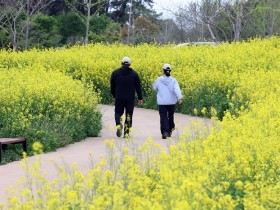 [로컬여행] 노란 융단이 깔린 황토현…정읍 동학농민혁명기념공원 유채꽃 절정