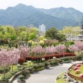 곡성 섬진강기차마을 겹벚꽃 절정…5월엔 어린이 벌룬 축제도