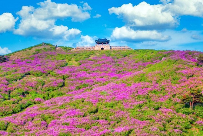 [로컬여행] 해발 1,113m 분홍빛 물결…산청 황매산, 5월 대한민국 최대 철쭉 화원으로 변한다