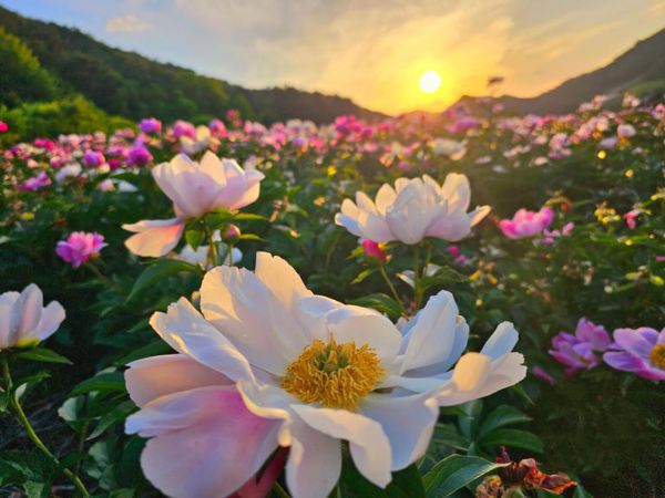 영월 작약.jpg