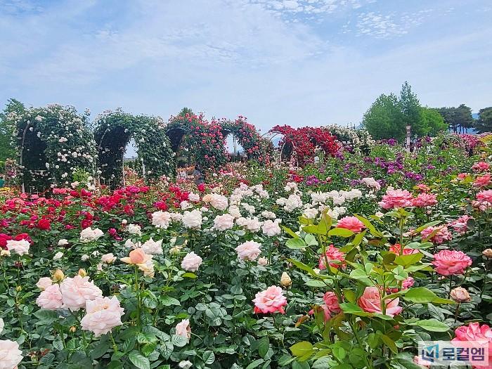 곡성세계장미축제  (1).jpg