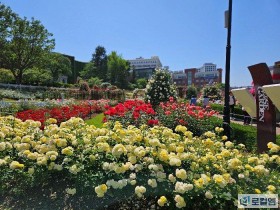 경서예지·나태주 공연…조선대 2026 장미주간 축제 14일 개막