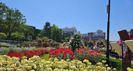 경서예지·나태주 공연…조선대 2026 장미주간 축제 14일 개막
