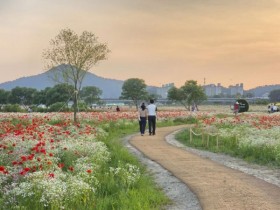 꽃양귀비 물결…나주 영산강 들섬, 인생 사진 명소로 뜬다