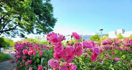 [로컬여행] 광양 도심 속 장미 명소…중동근린공원 장미광장, 5월 지금이 절정