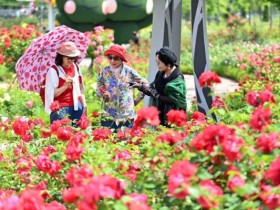 26종 5만 송이 장미…하남 미사호수공원, 5월 야간 조명까지 로맨틱