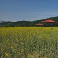 용인 기흥호수공원 노란 유채꽃 물결…SNS핫플 명소