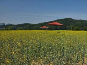 용인 기흥호수공원 노란 유채꽃 물결…SNS핫플 명소