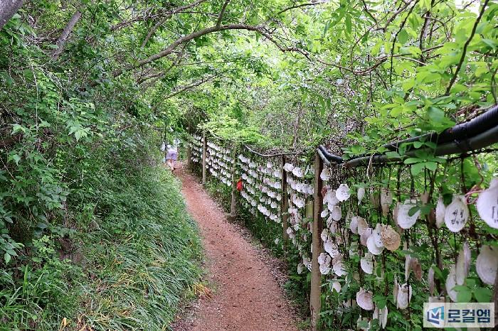 부안 샤스타데이지 변산마실길2코스 (3).jpg