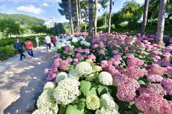 공주 유구색동수국정원.jpg