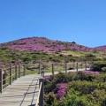 해발 1,700m 분홍 물결…한라산 산철쭉, 6월 초 절정 임박