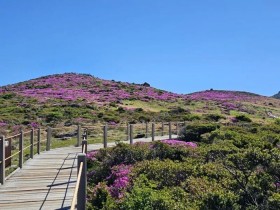 해발 1,700m 분홍 물결…한라산 산철쭉, 6월 초 절정 임박