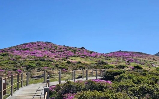 해발 1,700m 분홍 물결…한라산 산철쭉, 6월 초 절정 임박