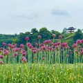 공주 미르섬, 코끼리마늘꽃 절정…보랏빛 군락 2~3주 감상 가능
