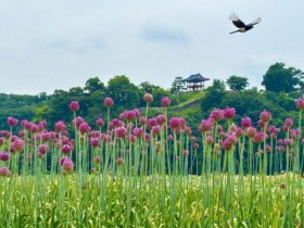 공주 미르섬, 코끼리마늘꽃 절정…보랏빛 군락 2~3주 감상 가능