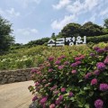 신안 도초도 수국 100만 그루 장관…19일 섬 수국축제 개막