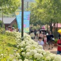 진주 월아산 수국 축제 18~28일 개막…야간 공연·정원박람회 동시 운영