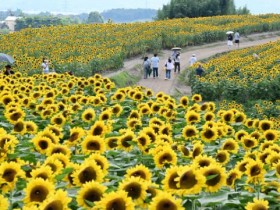 수십만 송이 해바라기밭 속으로…함안 강주해바라기 축제 18일 개막