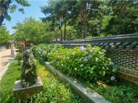 인천 도심 속 꽃길 산책…월미공원 2.3㎞에 산수국 1만 본 활짝