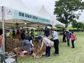 서산6쪽마늘축제 26~28일 개막…개막식 오면 통마늘 2개 공짜