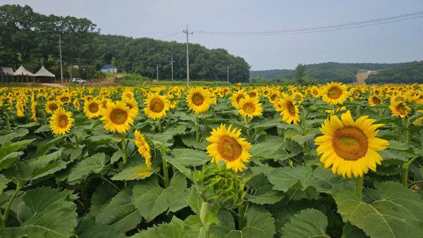 하솔마을 해바라기.jpg