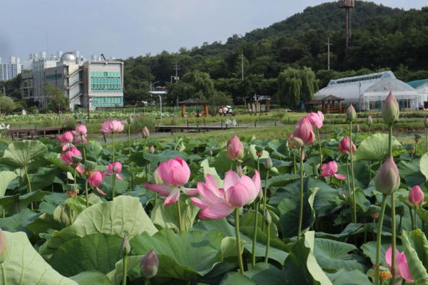 시흥시 연꽃테마파크.jpg