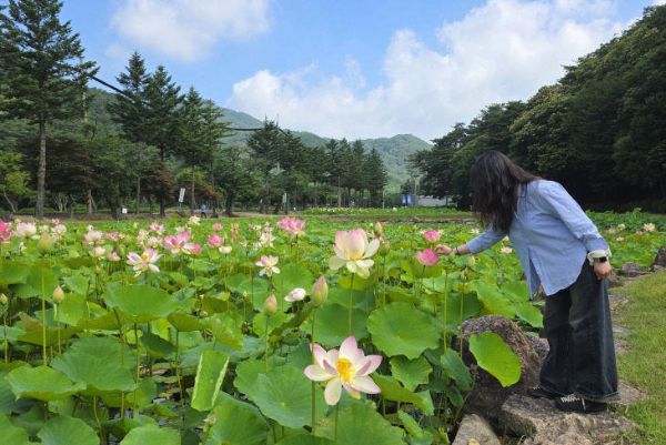 속리산 연꽃단지.jpg
