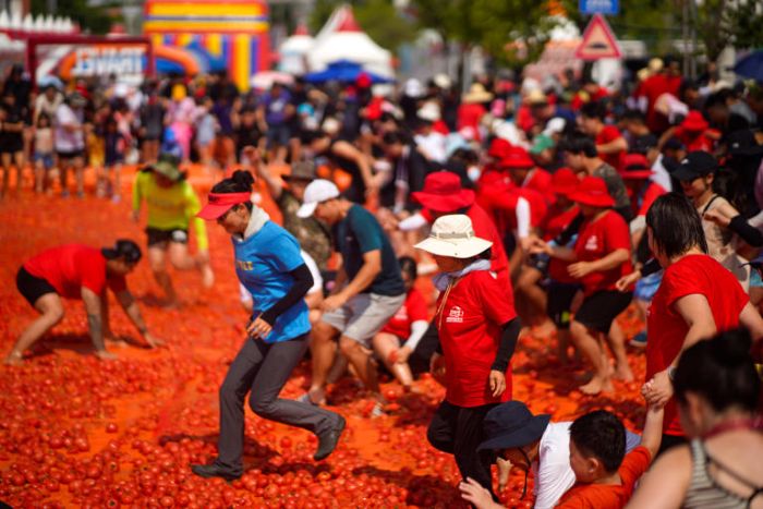 화천 토마토축제2.jpg