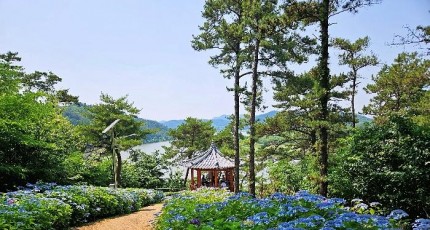 [로컬여행] 광주 근교 드라이브코스, 나주 느러지 전망대 7월 수국길