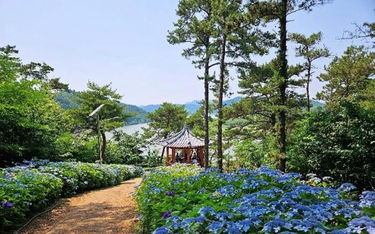 [로컬여행] 광주 근교 드라이브코스, 나주 느러지 전망대 7월 수국길