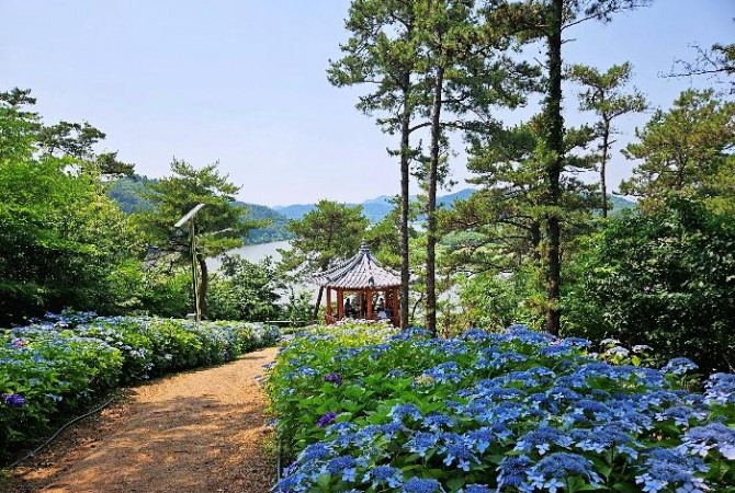 [로컬여행] 광주 근교 드라이브코스, 나주 느러지 전망대 7월 수국길